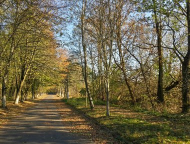 Güzel Sonbahar Ormanı 'nda Yalnız Yol