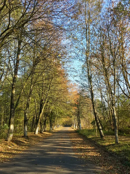 Самотня Дорога Прекрасному Осінньому Лісі — стокове фото