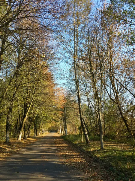 Самотня Дорога Прекрасному Осінньому Лісі — стокове фото