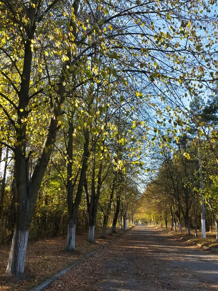 Самотня Дорога Прекрасному Осінньому Лісі — стокове фото