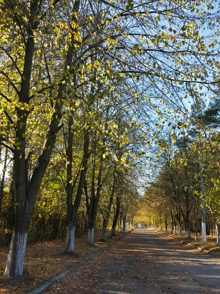 Alone Road Beautiful Autumn Forest — Photo