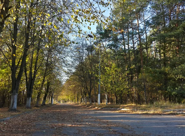 Güzel Sonbahar Ormanı 'nda Yalnız Yol