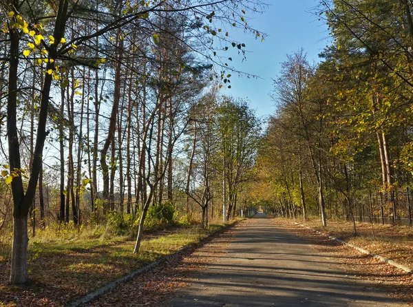 Samotna Droga Pięknym Lesie Jesiennym — Zdjęcie stockowe