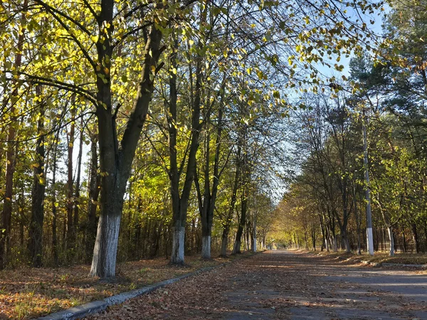 Alone Road Beautiful Autumn Forest — Photo