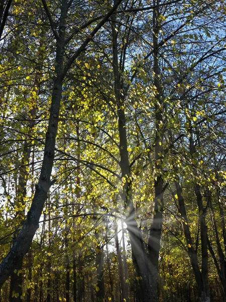 Sluneční Svit Podzimními Stromy Lese — Stock fotografie
