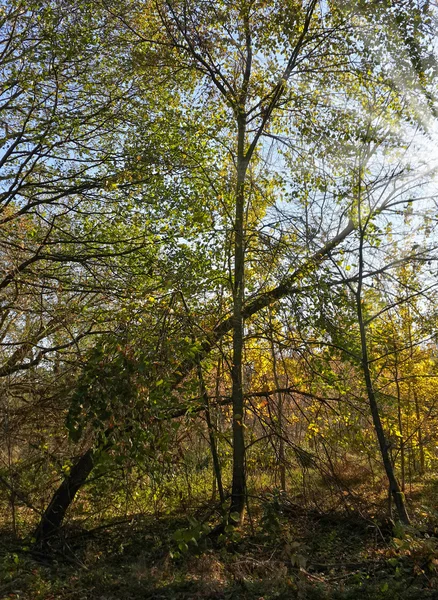 Sole Attraverso Gli Alberi Autunnali Nella Foresta — Foto Stock