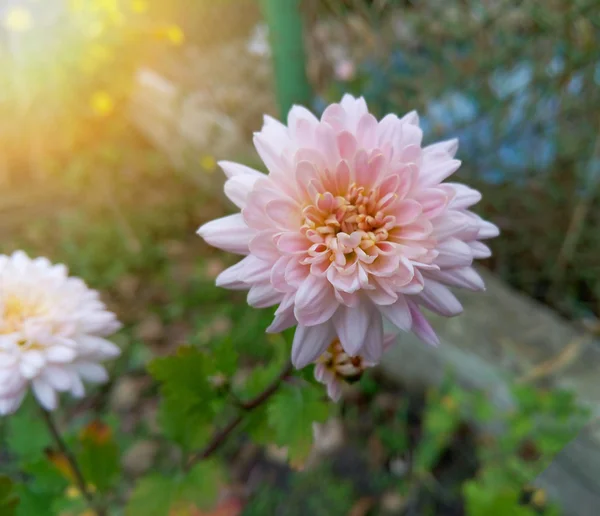 Sonbahar bahçesinde güzel beyaz ve pembe kasımpatı çiçekleri