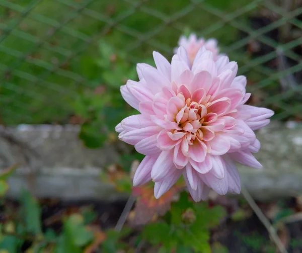 Sonbahar bahçesinde güzel beyaz ve pembe kasımpatı çiçeği