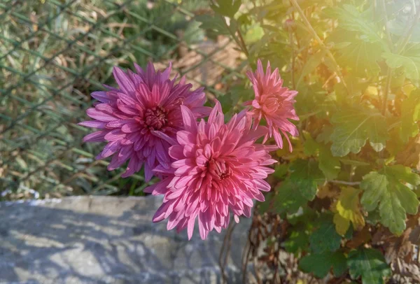 Schöne Rosa Chrysanthemenblüten Herbstlichen Garten — Stockfoto