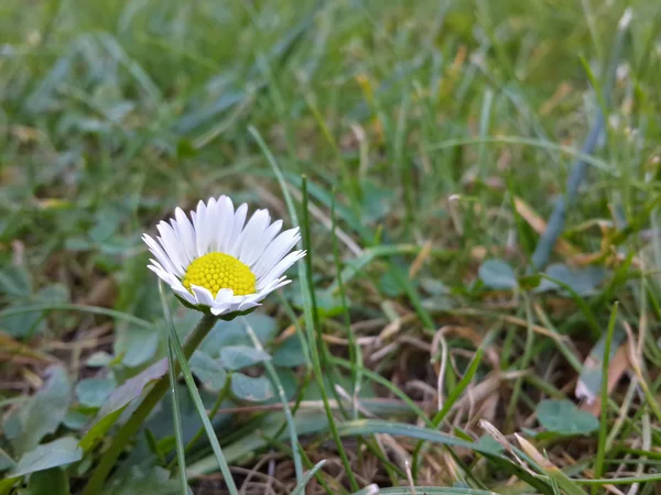 Belle Fleur Marguerite Parmi Herbe Verte — Photo