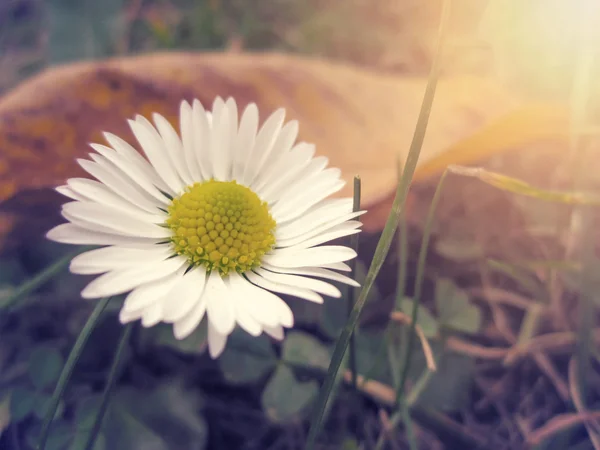 Beautiful Daisy Flower Green Grass — Foto de Stock