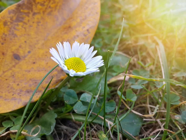 Beautiful Daisy Flower Green Grass — Stock Photo, Image