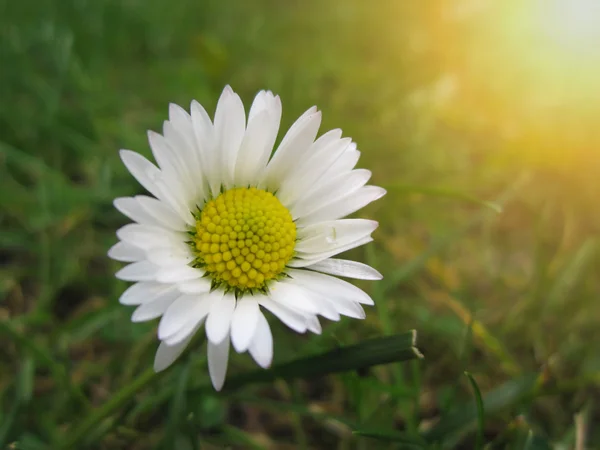 Bela Flor Margarida Entre Grama Verde — Fotografia de Stock