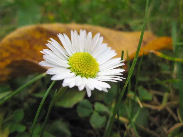 Schöne Gänseblümchen Blume Inmitten Grünen Grases — Stockfoto