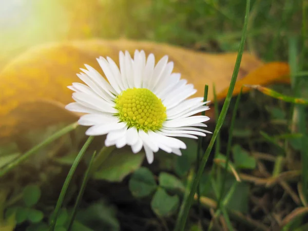 Schöne Gänseblümchen Blume Inmitten Grünen Grases — Stockfoto