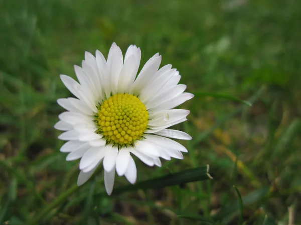 Schöne Gänseblümchen Blume Inmitten Grünen Grases — Stockfoto