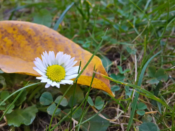 Όμορφο Λουλούδι Μαργαρίτα Μεταξύ Πράσινο Γρασίδι — Φωτογραφία Αρχείου