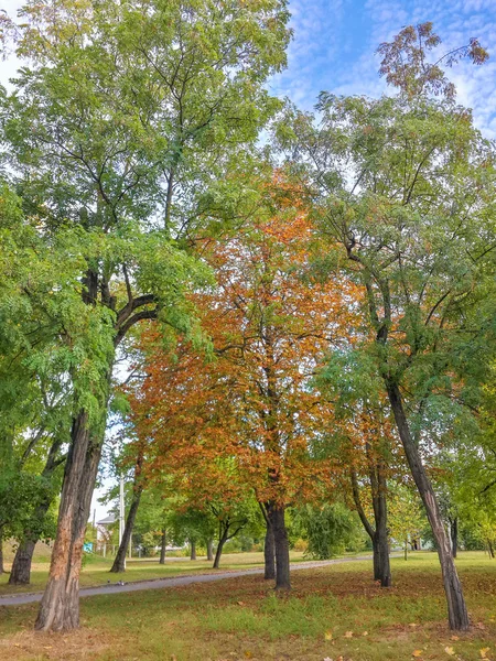 公園の美しい秋のカラフルな木 — ストック写真