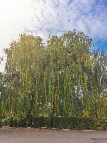 Vackra Höstfärgglada Träd Parken — Stockfoto