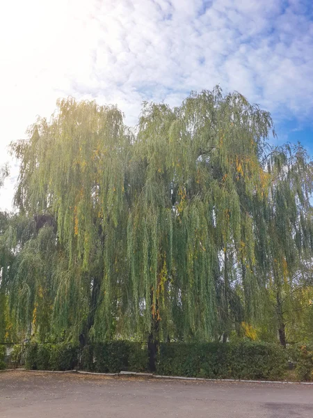 Schöne Herbst Bunte Bäume Park — Stockfoto