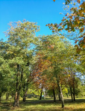 Parktaki Güzel Sonbahar Renkli Ağaçları