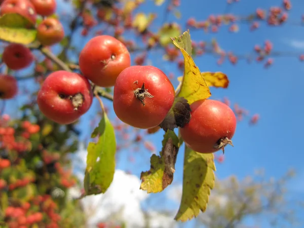 Belles Pommes Sauvages Rouges Ciel Bleu — Photo