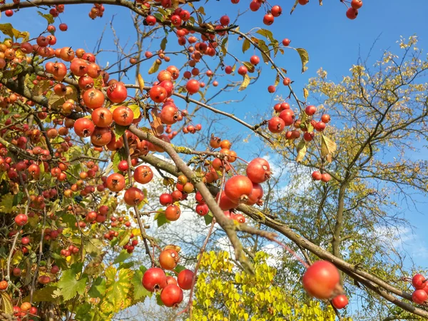 Piękne Czerwone Dzikie Jabłka Błękitne Niebo — Zdjęcie stockowe