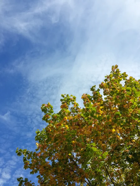 Prachtige Toppen Van Herfstbomen Blauwe Lucht — Stockfoto