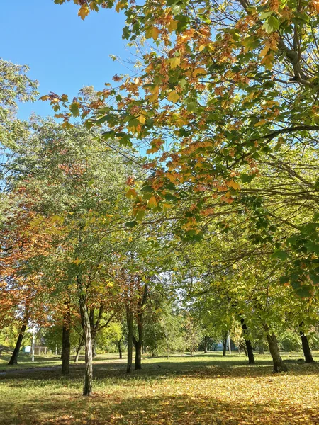 Hermosos Árboles Coloridos Otoño Parque —  Fotos de Stock