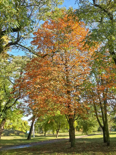 Schöne Herbst Bunte Bäume Park — Stockfoto