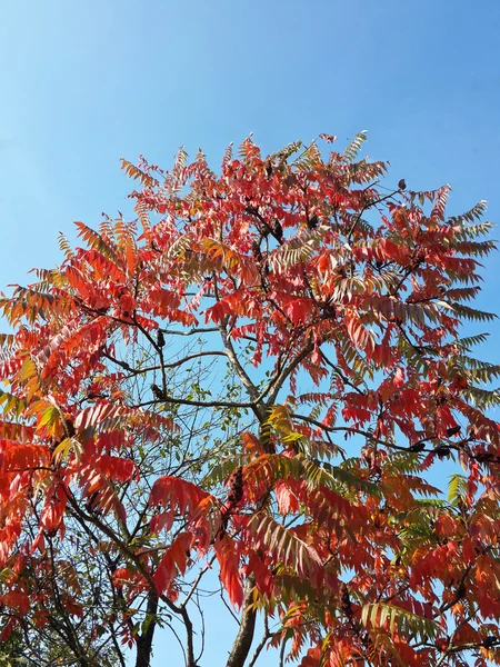 Prachtige Herfstboom Gekleed Rode Diepblauwe Lucht — Stockfoto