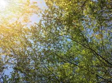 Sonbahar ağaçlarının güzel dalları sabah güneşinde