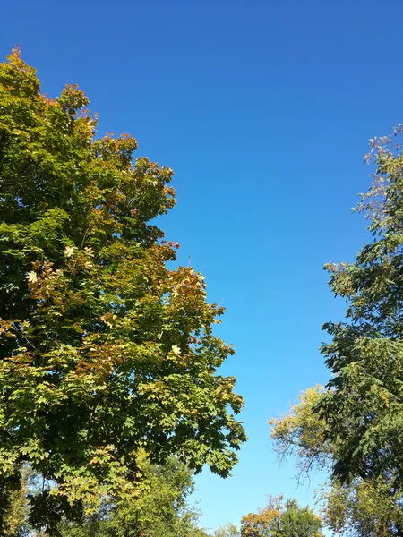 Beautiful Tops Autumn Trees Blue Sky — стоковое фото