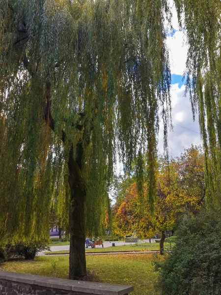 Sonbahar parkında güzel bir söğüt ağacı