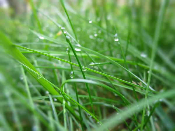 Дощ Зеленій Траві — стокове фото