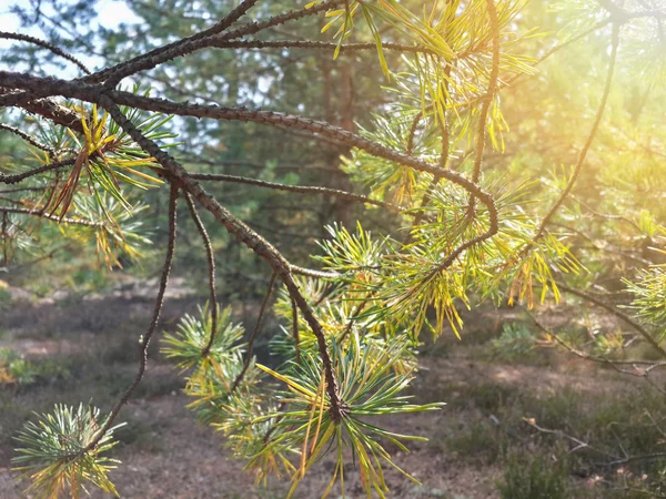 Beautiful Pine Branches Forest Glade Blue Sky — Fotografie, imagine de stoc