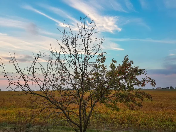 Einsamer Baum Schöne Landschaft Und Sonnenuntergang — Stockfoto