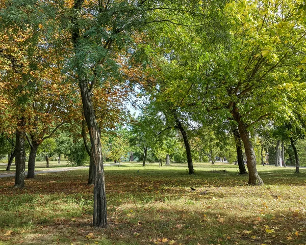 아름다운 가을의 나무들 — 스톡 사진