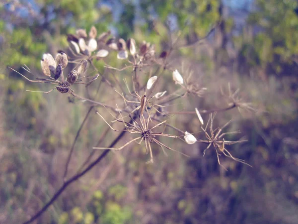 Bela Haste Outono Seco Wildflower — Fotografia de Stock