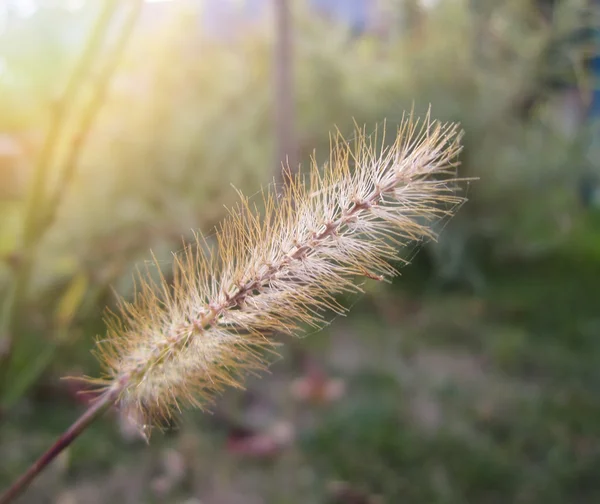 Beautiful Stem Autumn Dry Wildflower — Foto de Stock