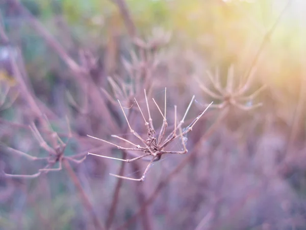 Beautiful Stem Autumn Dry Wildflower — Foto de Stock