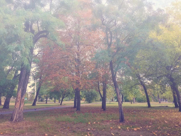 Bellissimi Alberi Del Parco Colorati Autunnali Nella Nebbia — Foto Stock