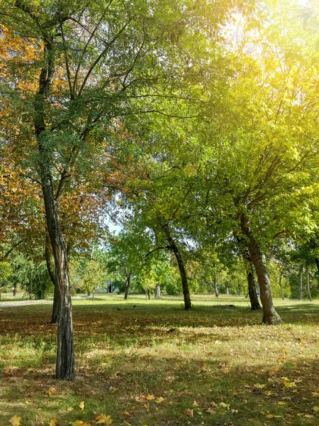 Schöne Herbst Bunte Bäume Park — Stockfoto