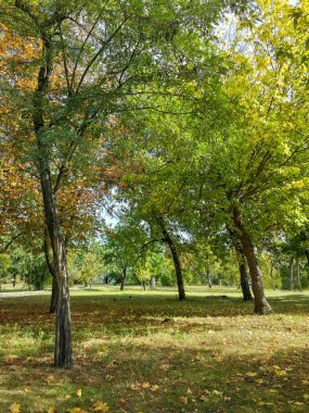 Parktaki Güzel Sonbahar Renkli Ağaçları