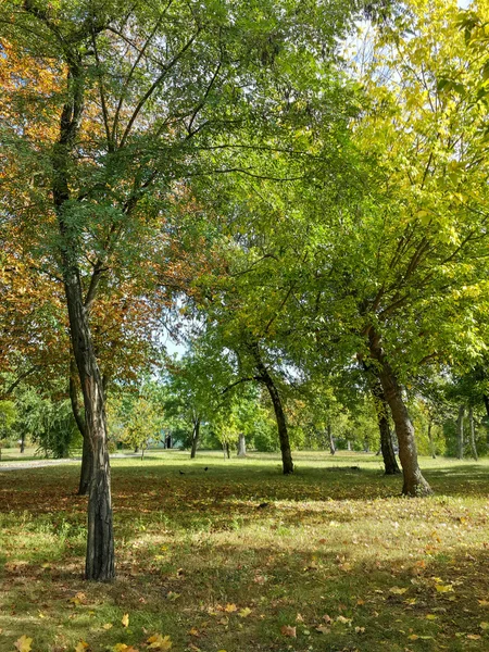 Vackra Höstfärgglada Träd Parken — Stockfoto
