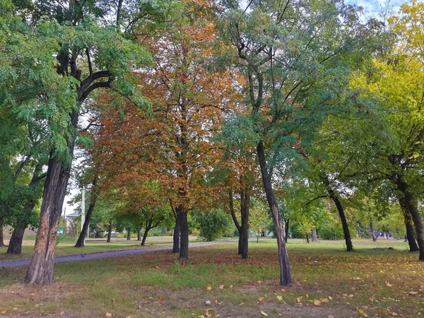 Vackra Höstfärgglada Träd Parken — Stockfoto