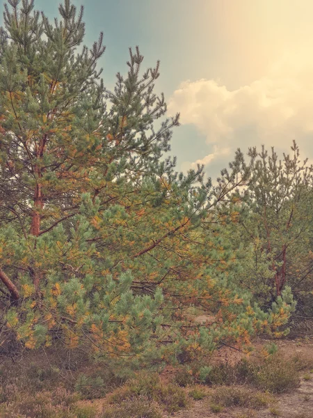 Beautiful Pine Trees Forest Glade Cloudy Blue Sky — Fotografie, imagine de stoc