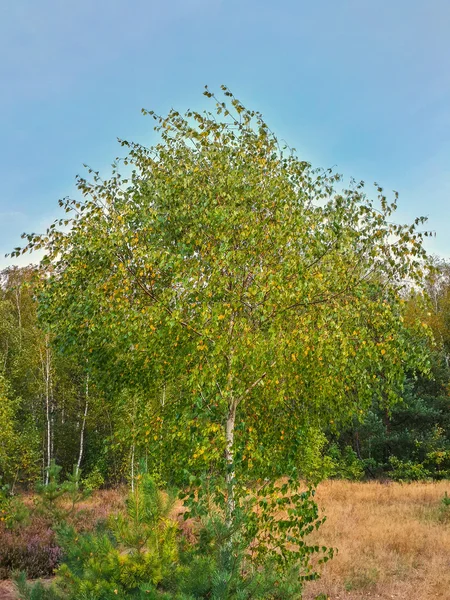 Schöne Birke Waldlichtung Und Blauem Himmel — Stockfoto