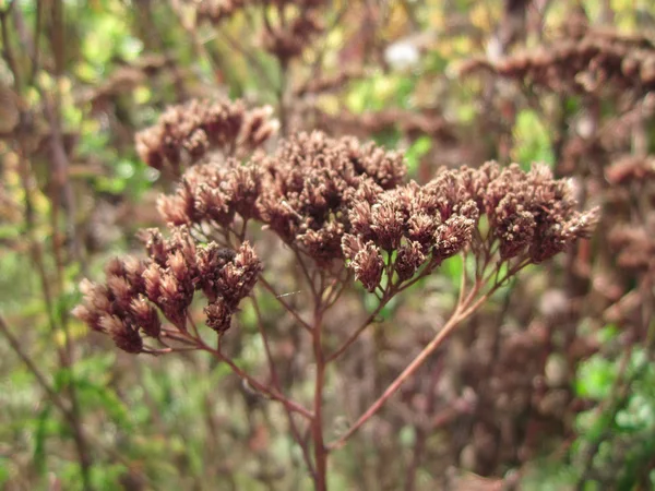 Beautiful Stem Autumn Dry Wildflower — Stock Photo, Image