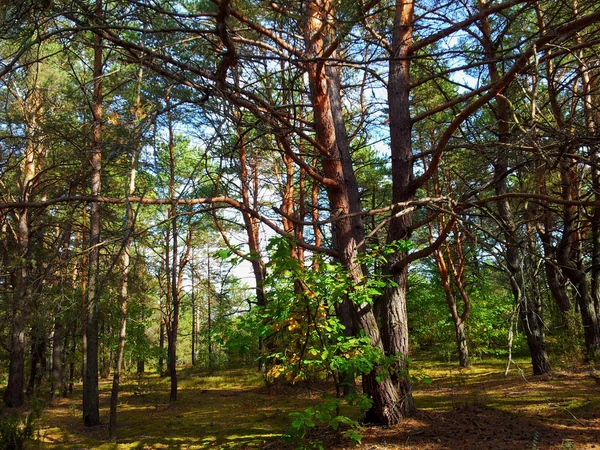 Schönen Herbstmärchenwald — Stockfoto